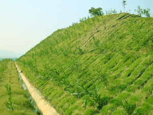 高速公路邊坡