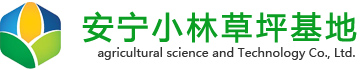 云南小林草坪批發(fā)「云南草坪自產(chǎn)自銷(xiāo)」云南最大的草坪種植基地